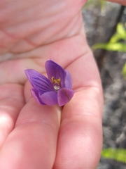 Thelymitra pulchella