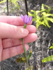 Thelymitra pulchella