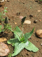 Ledebouria ensifolia