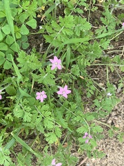Erodium cicutarium