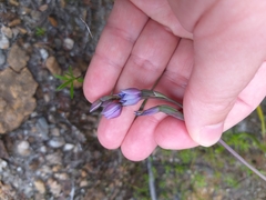 Thelymitra pulchella