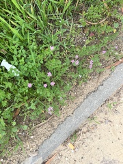 Erodium cicutarium