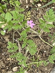 Erodium cicutarium
