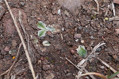 Riccia atropurpurea