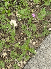 Erodium cicutarium