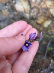 Thelymitra pulchella