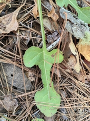 Iostephane trilobata