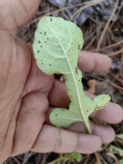 Iostephane trilobata