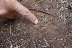 Riccia atropurpurea