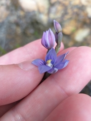 Thelymitra pulchella
