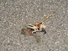 Phrynosoma platyrhinos