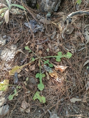 Iostephane trilobata