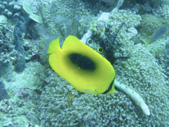 Chaetodon speculum