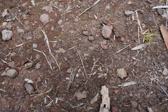 Riccia atropurpurea