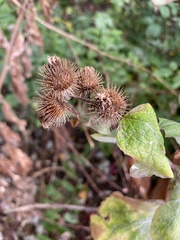 Arctium minus