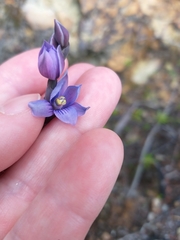 Thelymitra pulchella