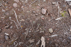 Riccia atropurpurea