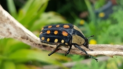 Mecynorhina passerinii