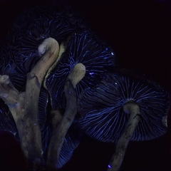 Psilocybe stuntzii