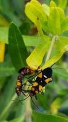 Oncopeltus famelicus