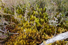 Polytrichum subpilosum