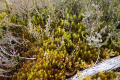 Polytrichum subpilosum