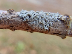 Physcia pumilior