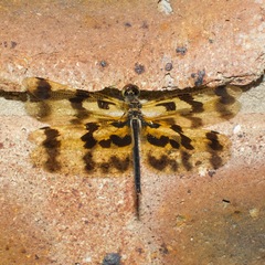 Rhyothemis graphiptera