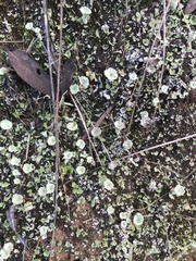 Cladonia asahinae
