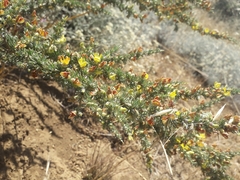 Aspalathus acanthophylla