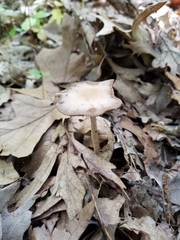 Psathyrella kauffmanii