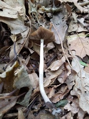 Psathyrella kauffmanii