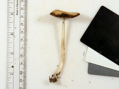 Psathyrella kauffmanii