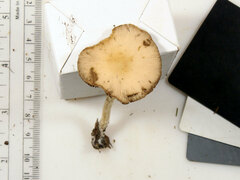 Psathyrella kauffmanii