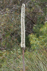 Xanthorrhoea caespitosa