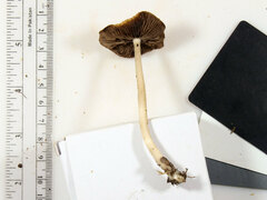 Psathyrella kauffmanii