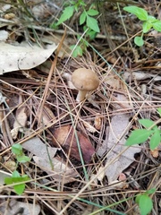 Agrocybe acericola