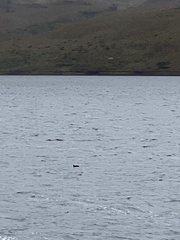 Fulica ardesiaca