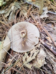 Agrocybe acericola