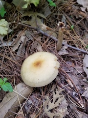 Agrocybe acericola