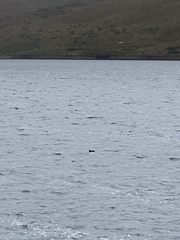 Fulica ardesiaca