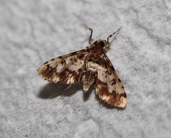 Nacoleia amphicedalis