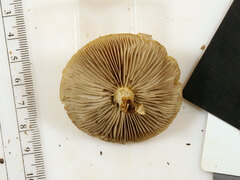 Agrocybe acericola