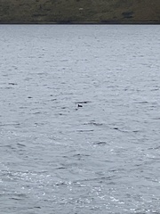 Fulica ardesiaca