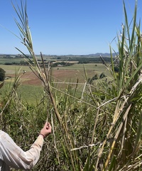 Andropogon gayanus