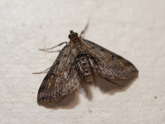 Parapoynx crisonalis