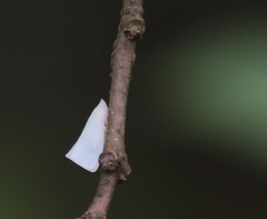 Colgaroides acuminata