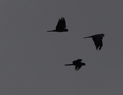 Calyptorhynchus banksii
