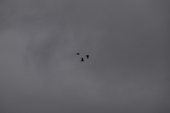 Calyptorhynchus banksii