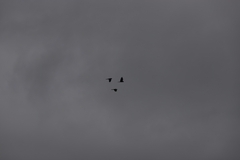 Calyptorhynchus banksii